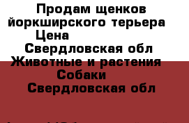 Продам щенков йоркширского терьера › Цена ­ 10000-15000 - Свердловская обл. Животные и растения » Собаки   . Свердловская обл.